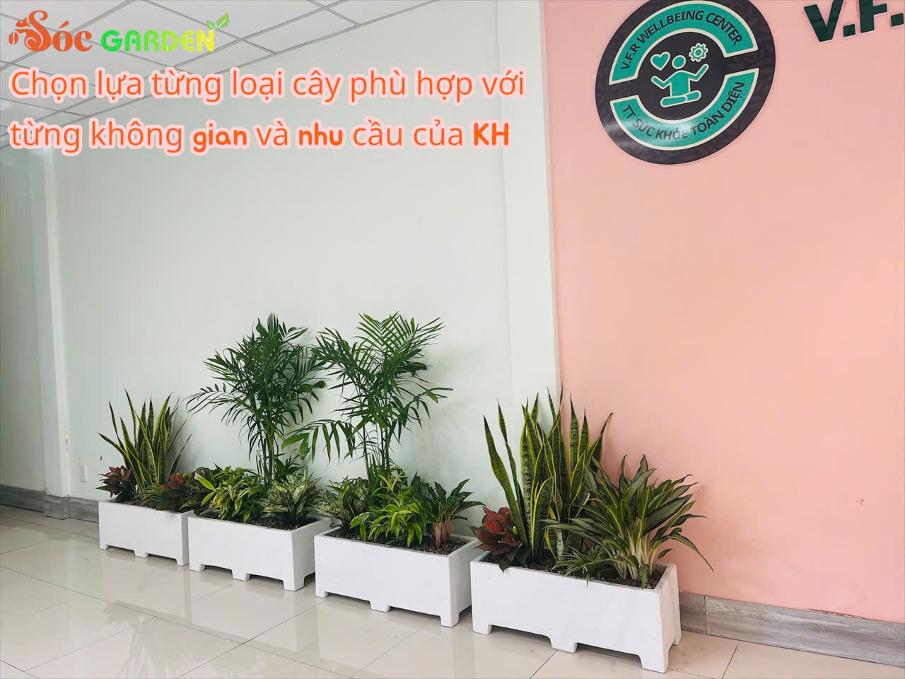 Chậu xi măng đá mài kết hợp với Kiểng lá Decor đẹp và ấn tượng