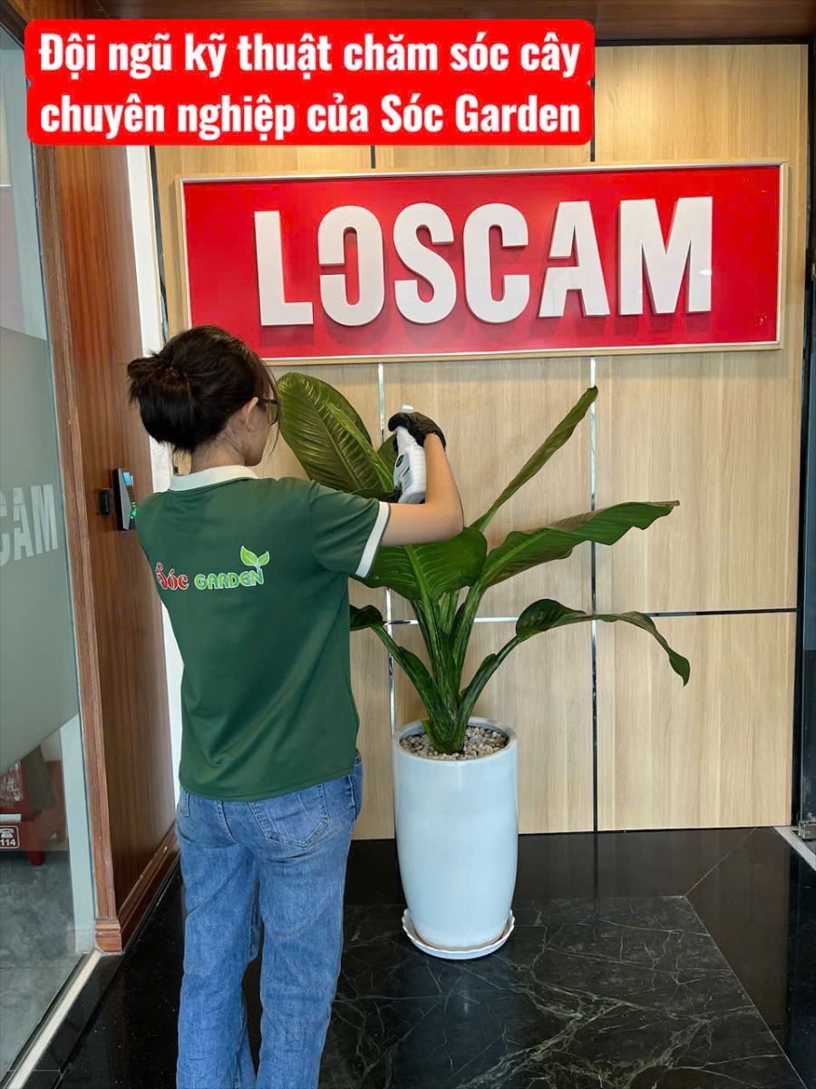 SÓC GARDEN sở hữu đội ngũ kỹ sư giàu kinh nghiệm tận tâm với công việc