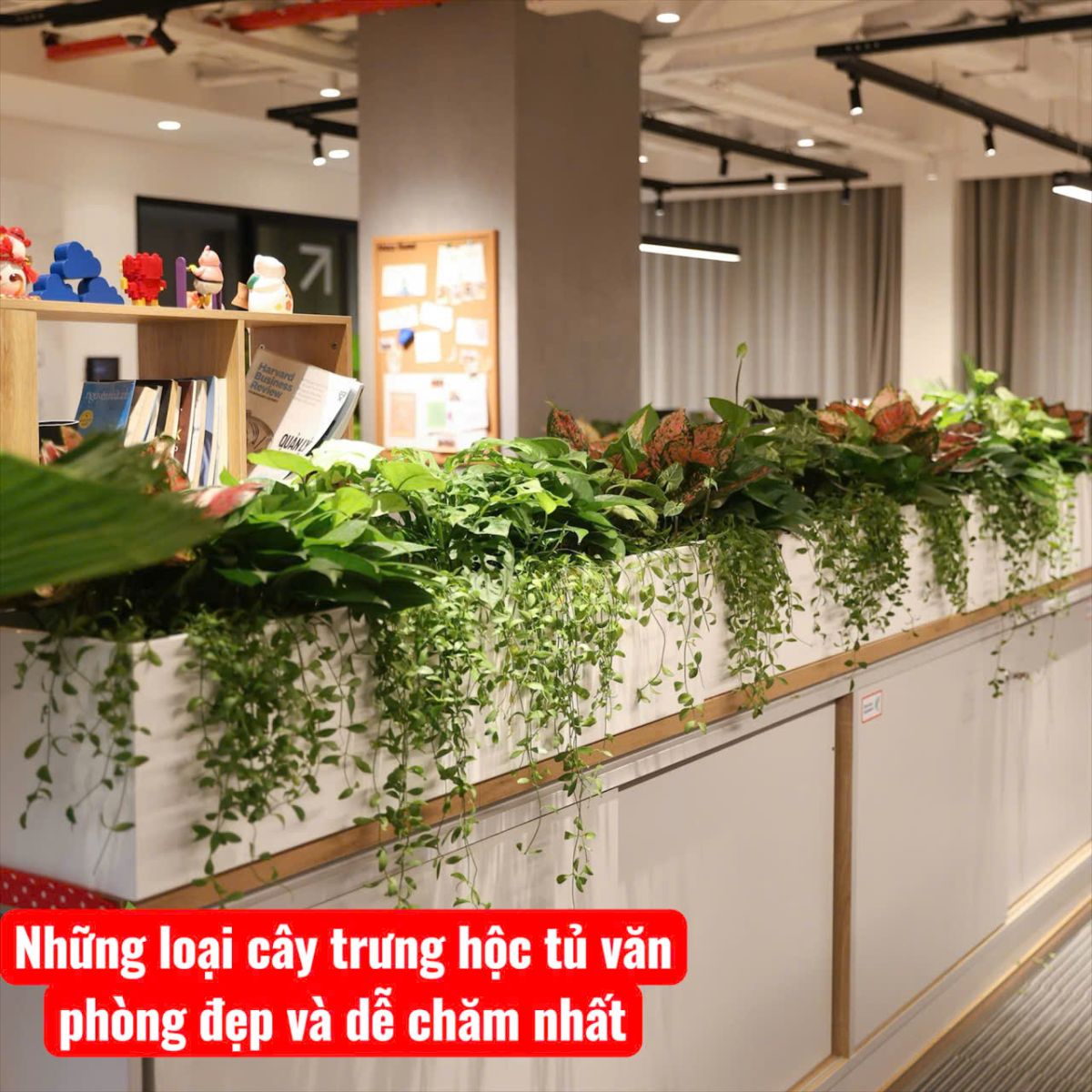 Đơn vị cung cấp cây phong thủy để bàn tại Bình Dương