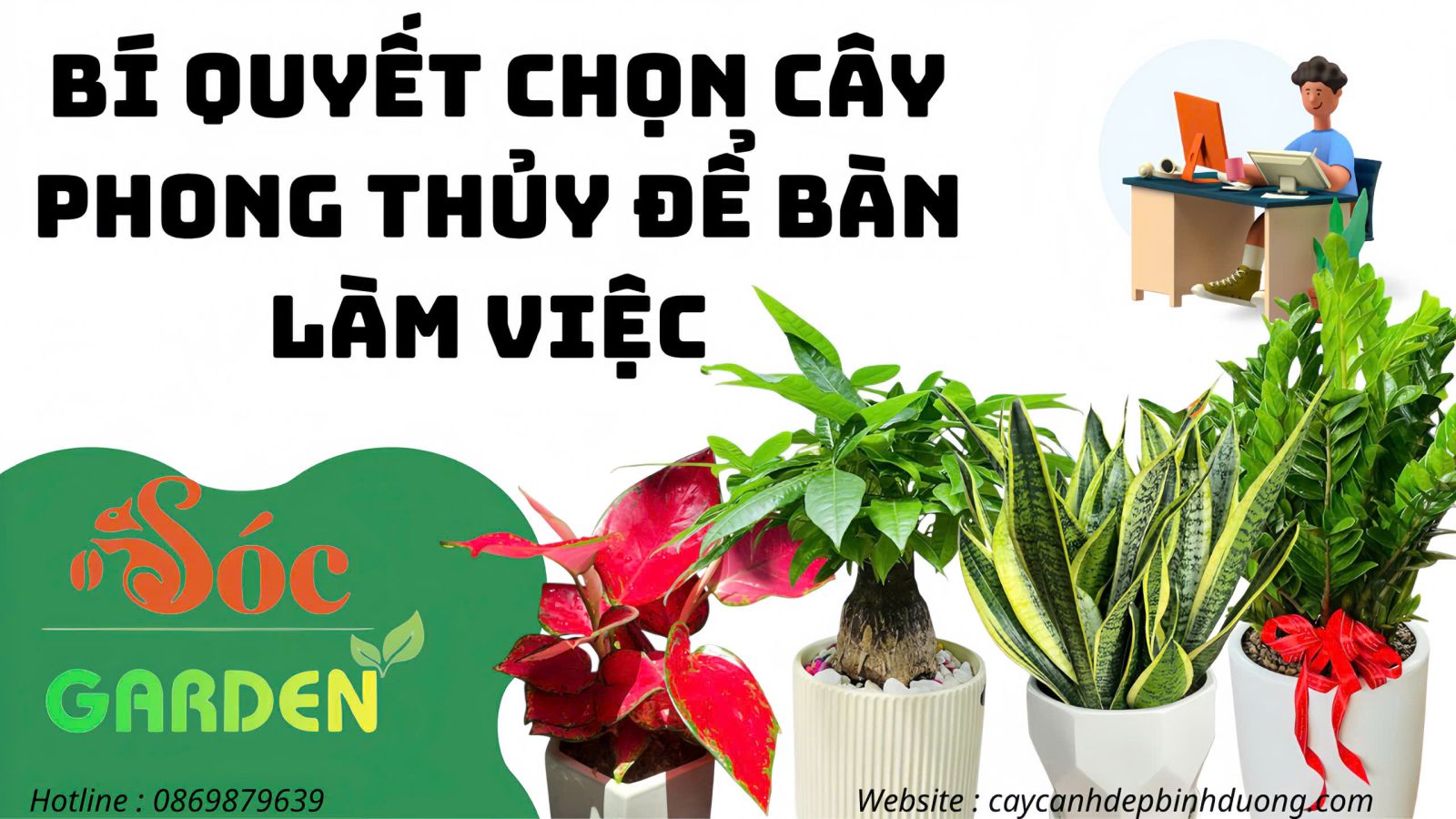 Bí quyết phối cây để bàn giúp tinh thần sáng tạo