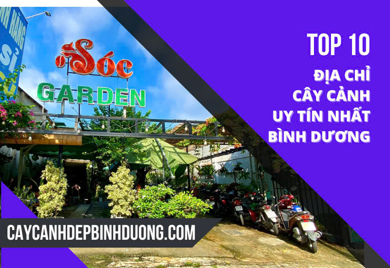 Sóc Garden - Địa Chỉ Cây Cảnh Uy Tín Nhất Bình Dương