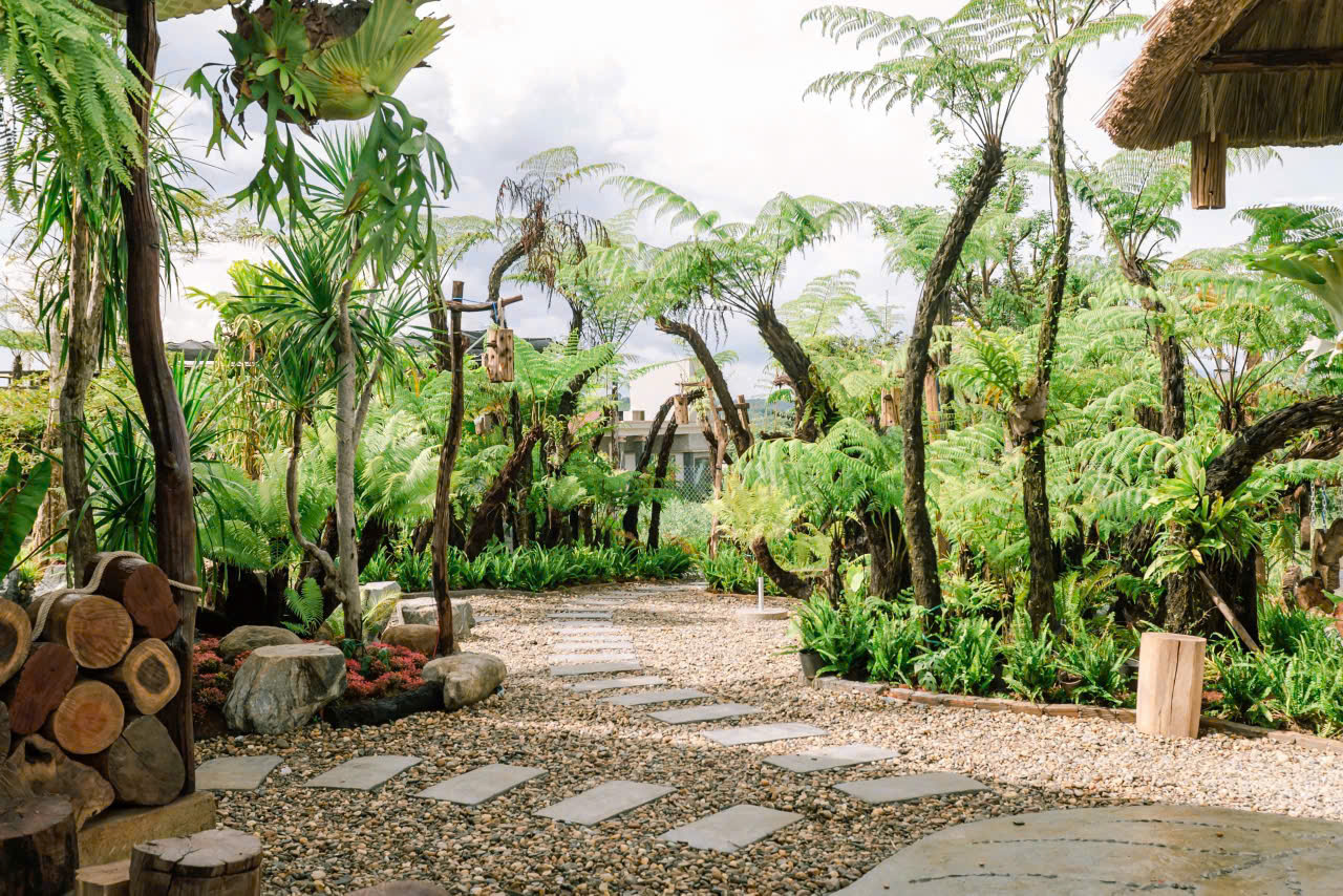 Cây kiểng lá Decor quan Cafe