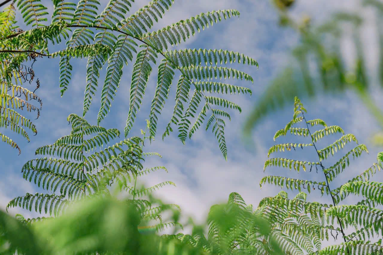 Mẫu quán cafe vườn nhiệt đới đẹp