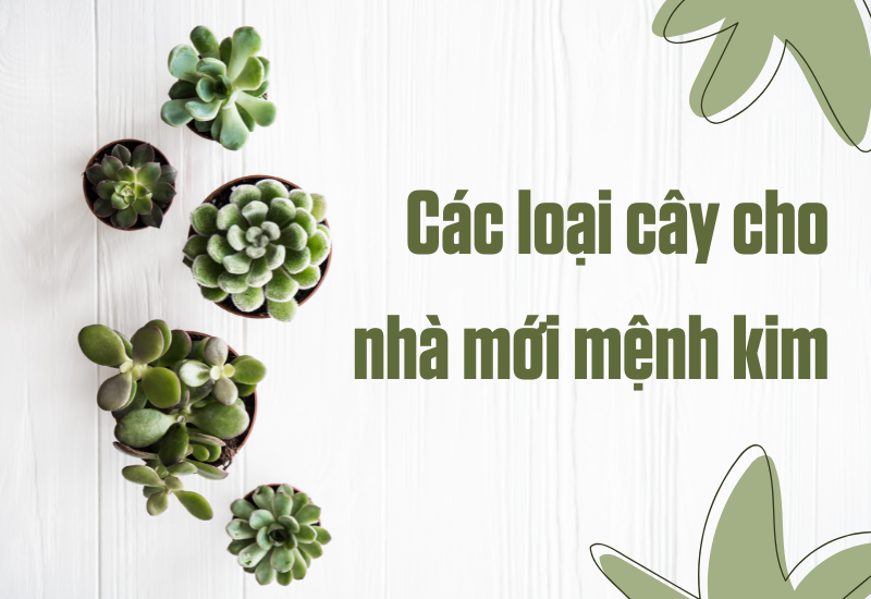 Các loại cây cho nhà mới mệnh kim