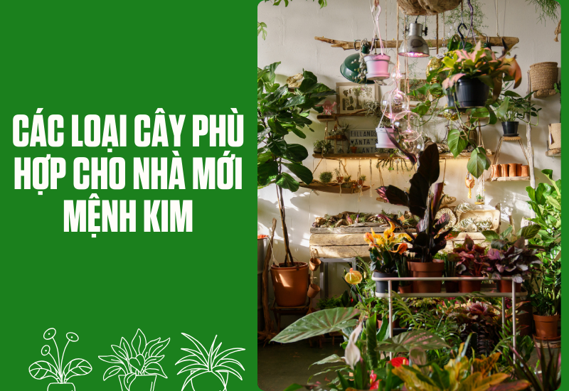 Các loại cây cho nhà mới mệnh kim