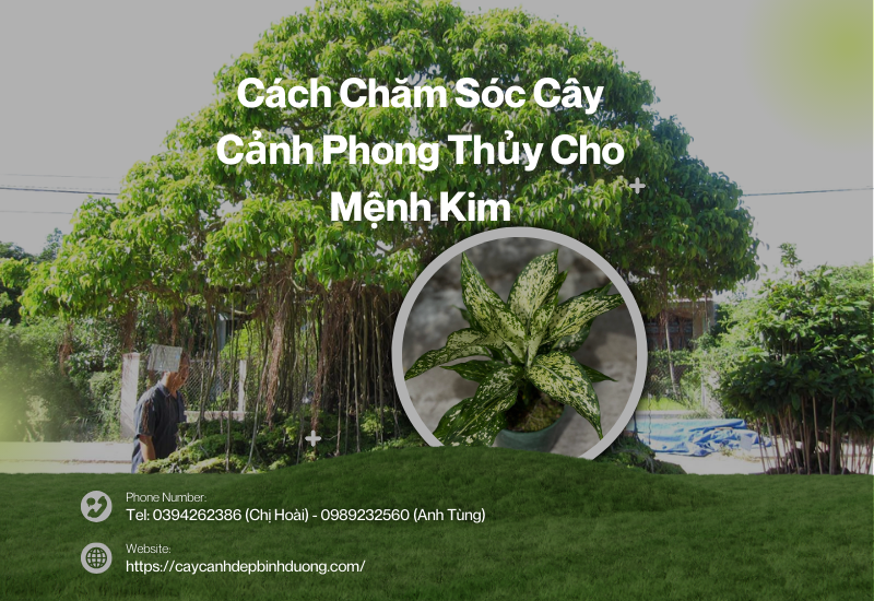Các loại cây cho nhà mới mệnh kim