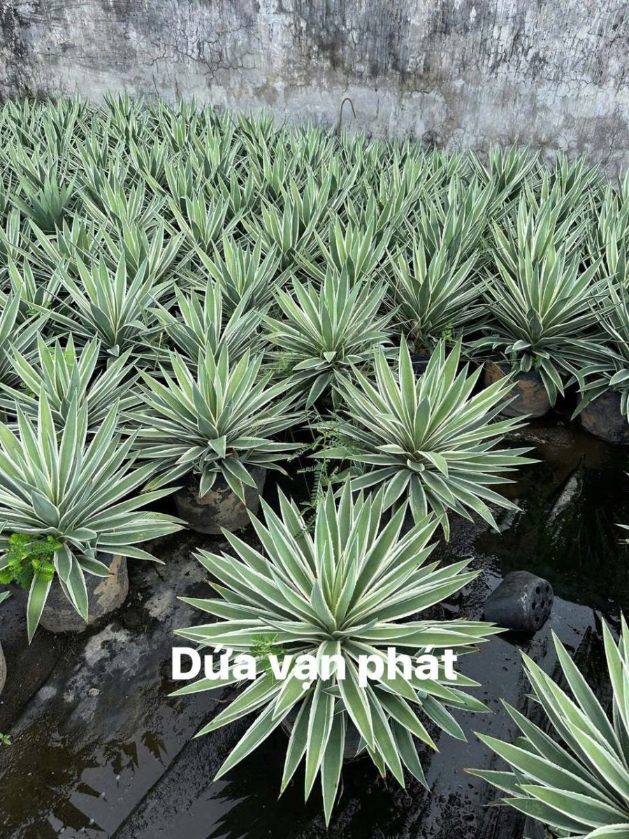Cây Dứa Vạn Phát đẹp của Sóc Garden