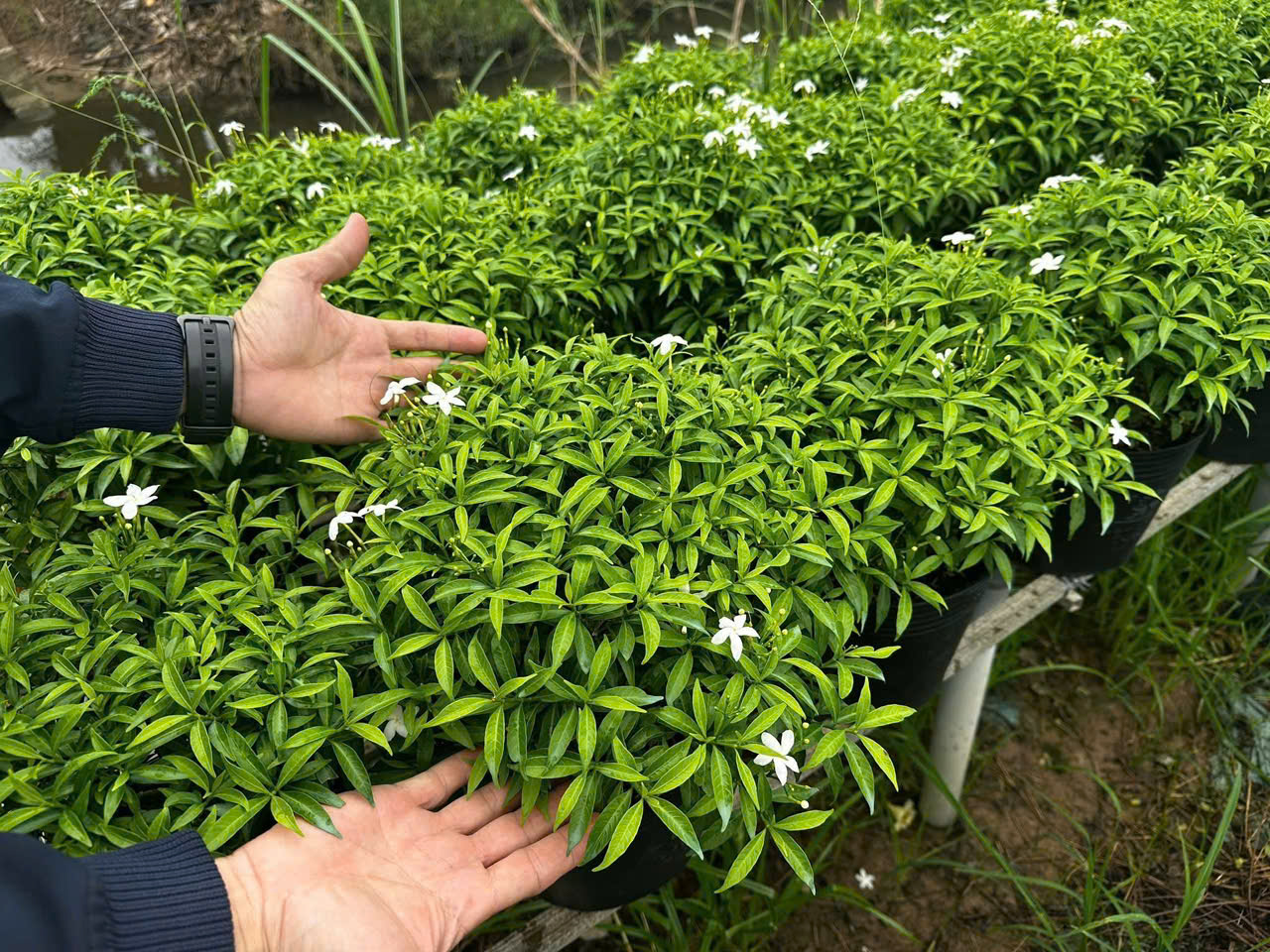 Cây Hoa Nhài Ta đẹp của Sóc Garden