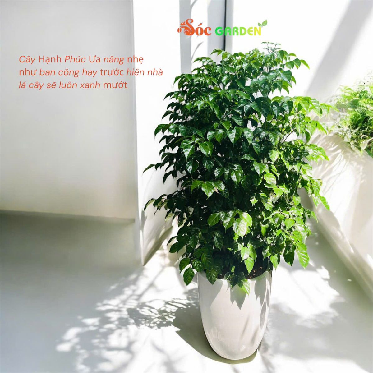 Cây Hạnh Phúc đẹp