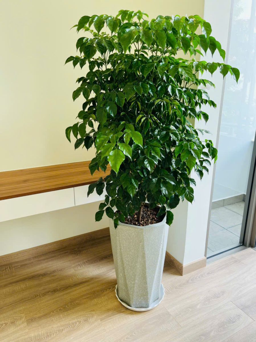 Cây Hạnh Phúc cao 1m5