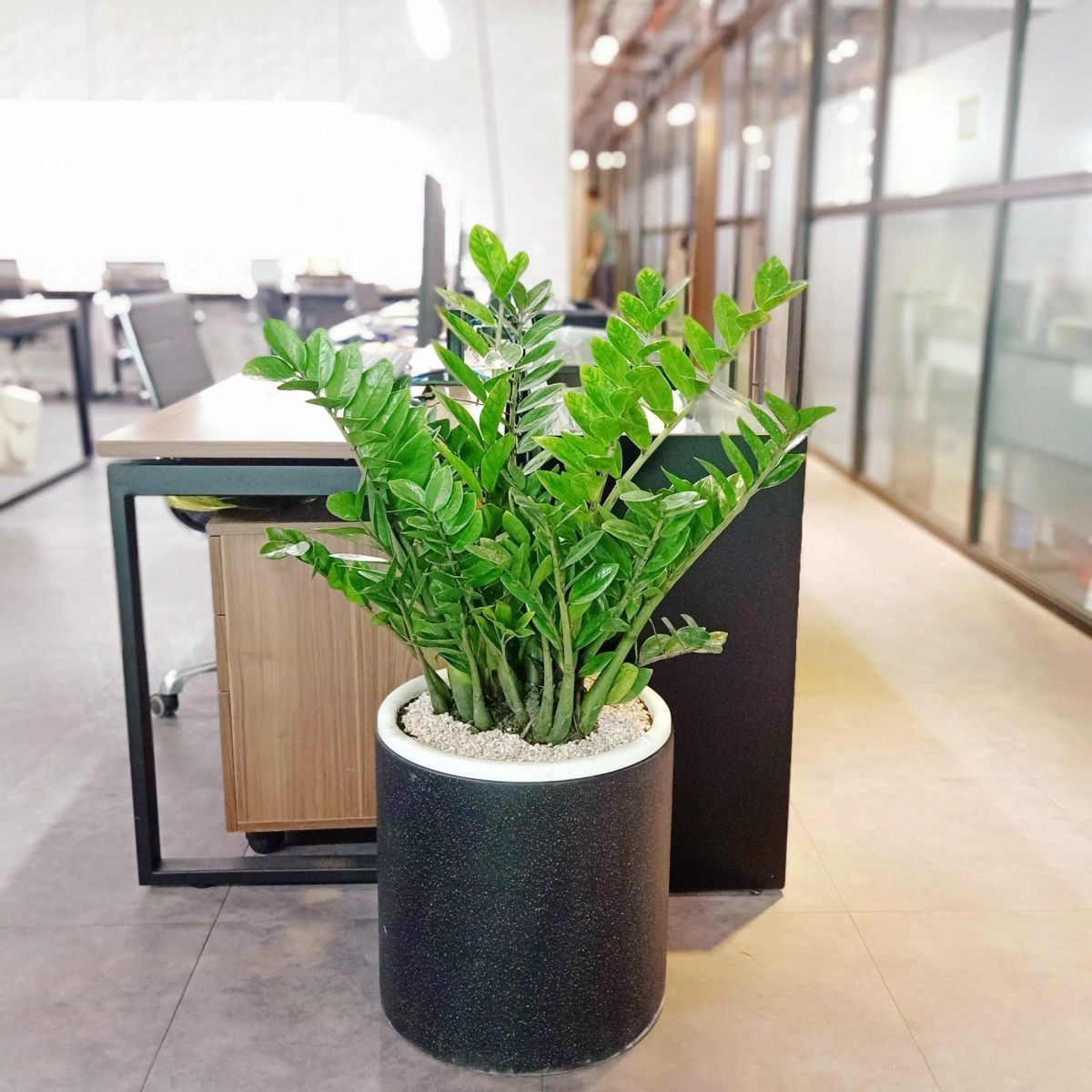 Những cây phong thủy hợp tuổi Tý