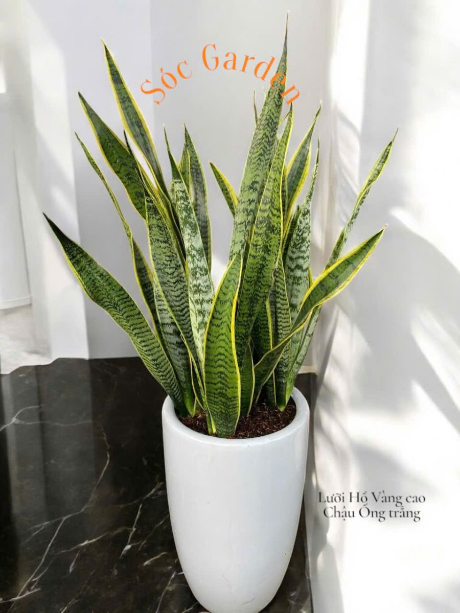 cây lưỡi hổ đẹp