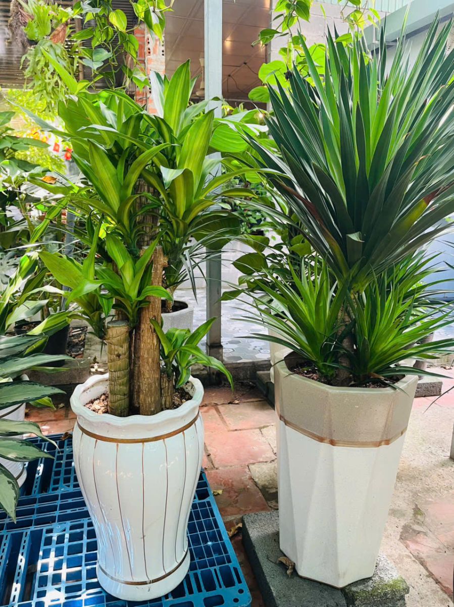 Cây Phát Tài Bộ hợp các tuổi Mão, Thân, Hợi