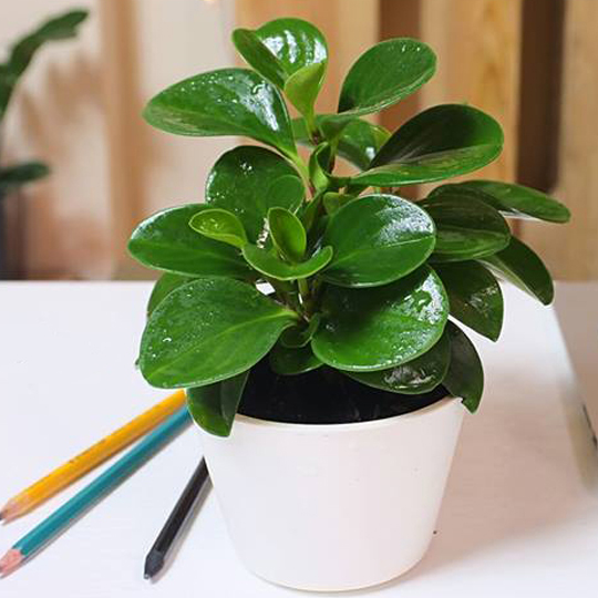 Cây trường sinh để bàn làm việc cho người tuổi Tý