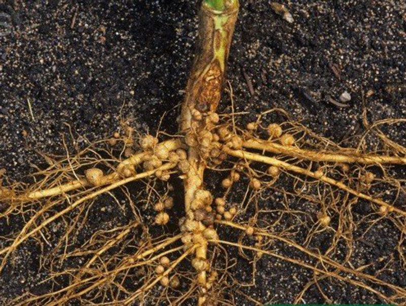 Nhiễm tuyến trùng rễ