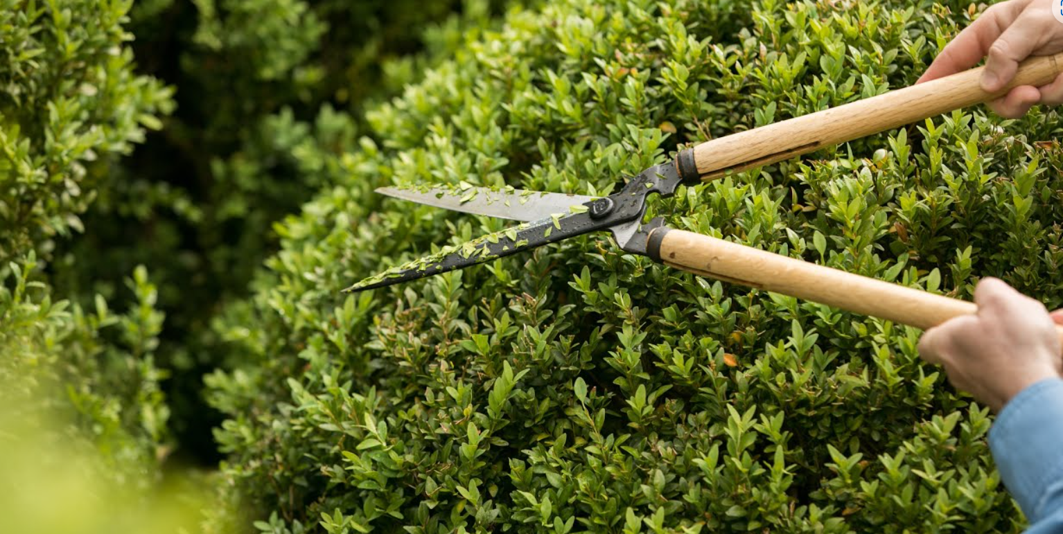 Quy trình trồng và chăm sóc cây cảnh tận nơi tại Sóc Garden Bình Dương