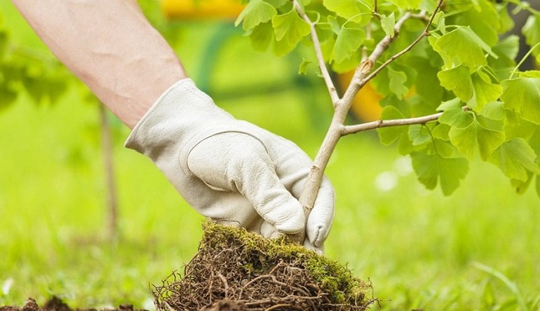 Những lợi ích khi sử dụng dịch vụ trồng và chăm sóc cây cảnh tận nơi từ Sóc Garden Bình Dương