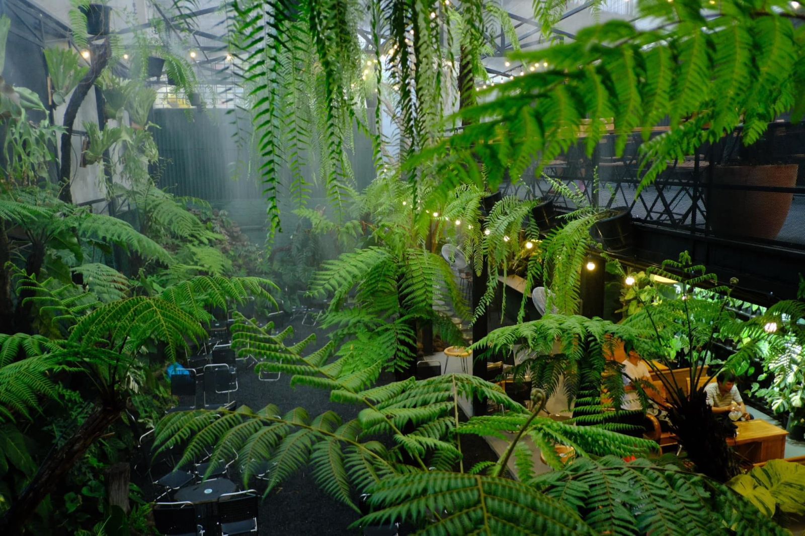 Không gian thích hợp để trồng cây dương xỉ cổ đại