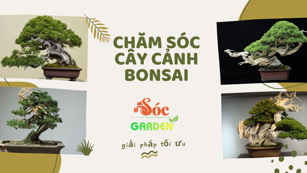 Sóc Garden - CÔNG TY TNHH XÂY DỰNG SD CONS VINA