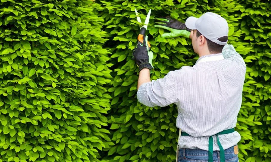 Khu vực phục vụ của Sóc Garden