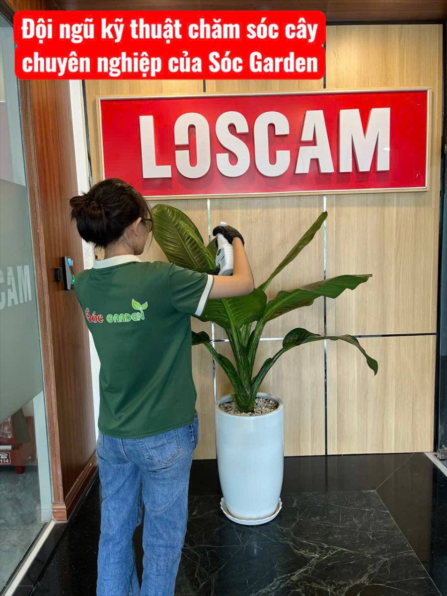 Đội ngũ kĩ thuật chăm sóc cây chuyên nghiệp của Sóc