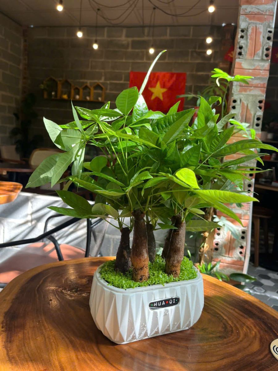 kim ngân thủy sinh