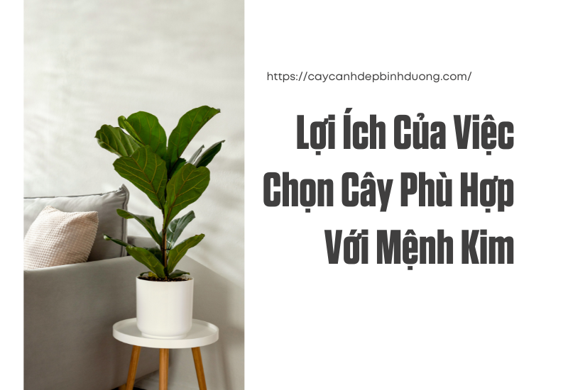 Các loại cây cho nhà mới mệnh kim