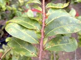 Bệnh Đốm lá rỉ sắt