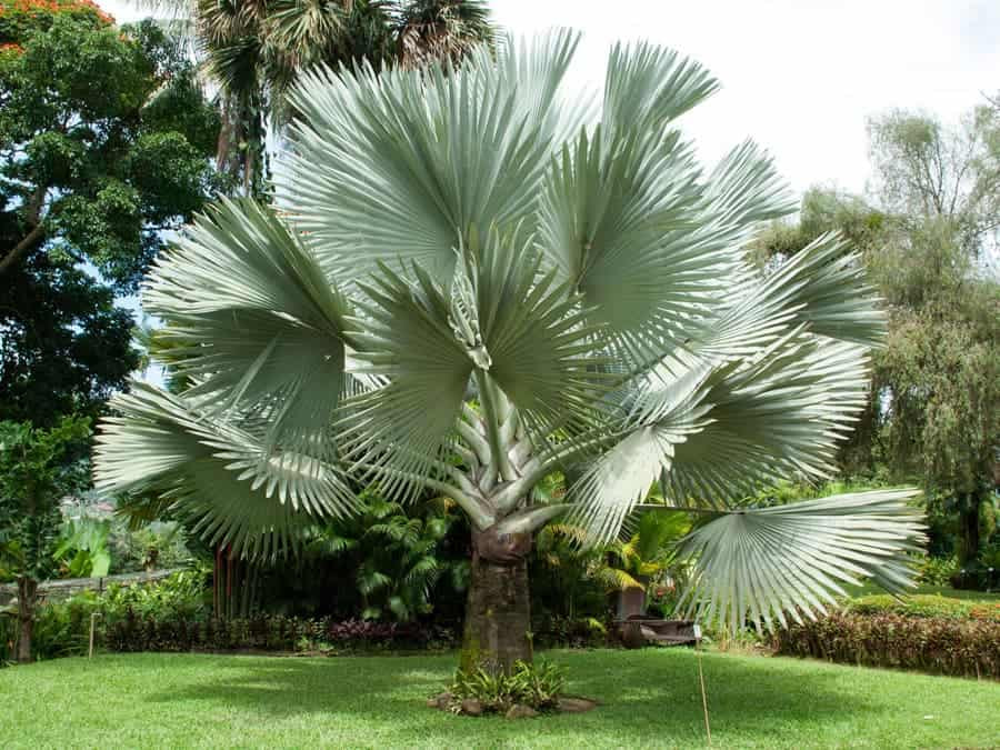 Các loại cây công trình phổ biến tại Sóc Garden