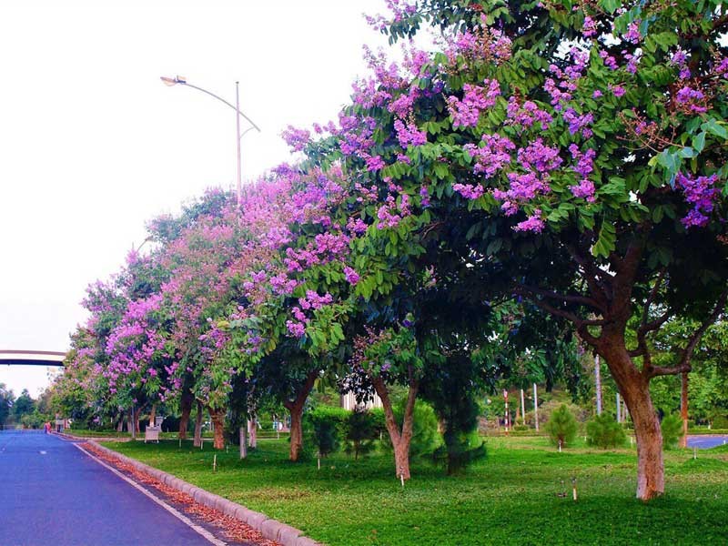 Khu vực phục vụ thi công cây công trình của Sóc Garden