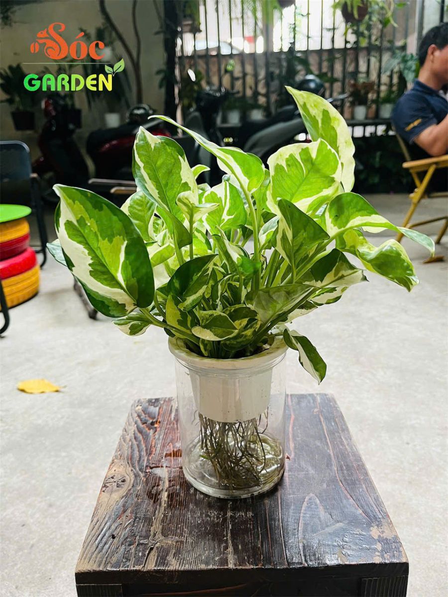 trầu bà cẩm thạch