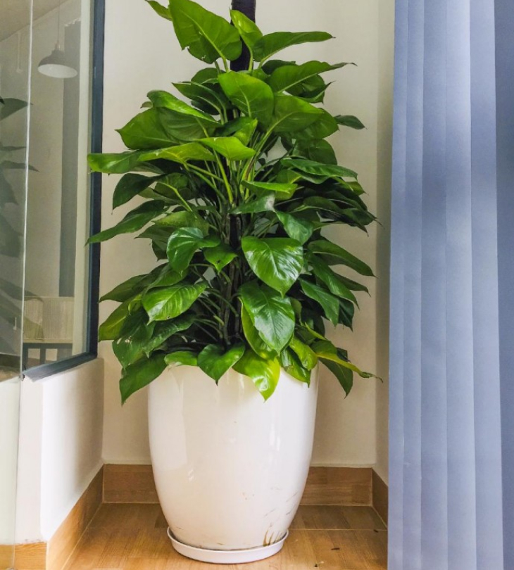 Trầu bà với nhiều vận may