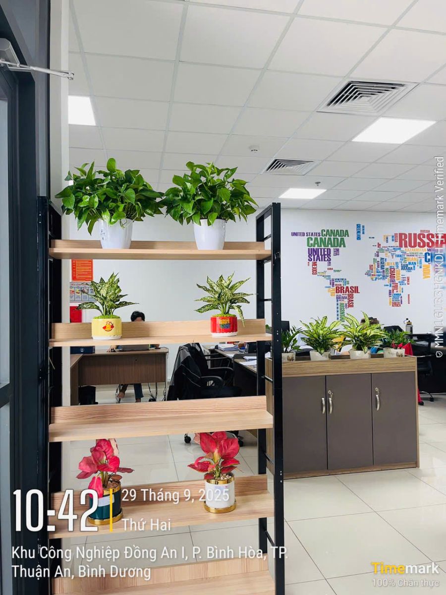 trầu bà trang trí 