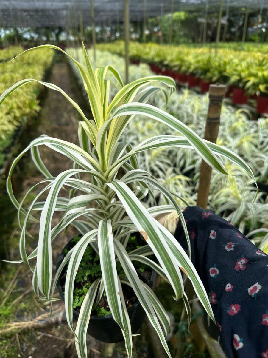 Cây trúc bạch kim