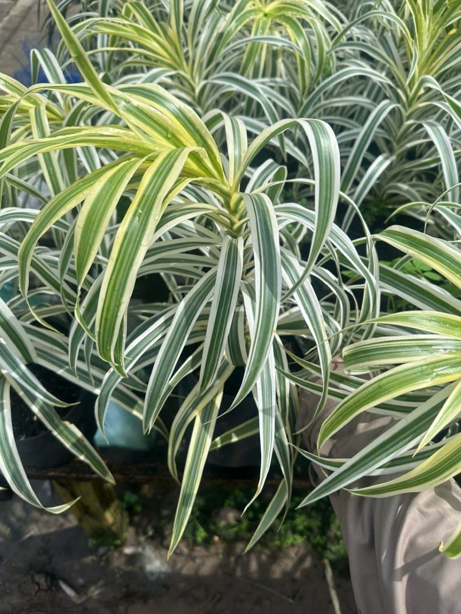 cây trúc bạch kim