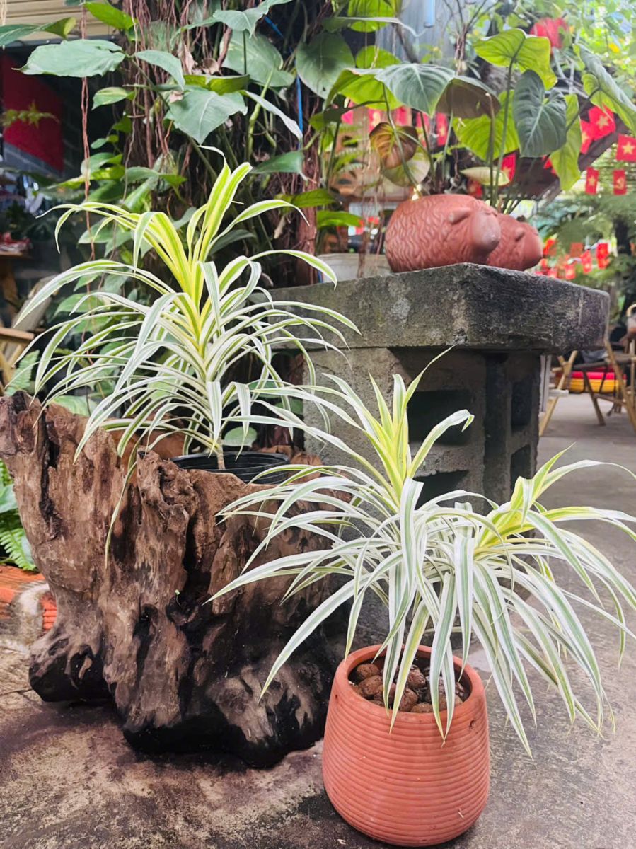 cây trúc bạch kim quá đẹp