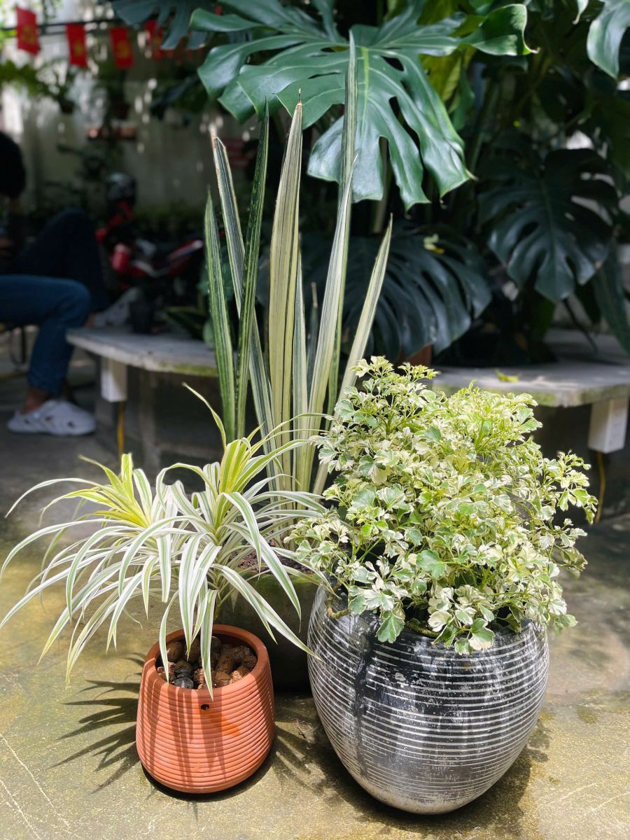 trúc lấ kim đẹp