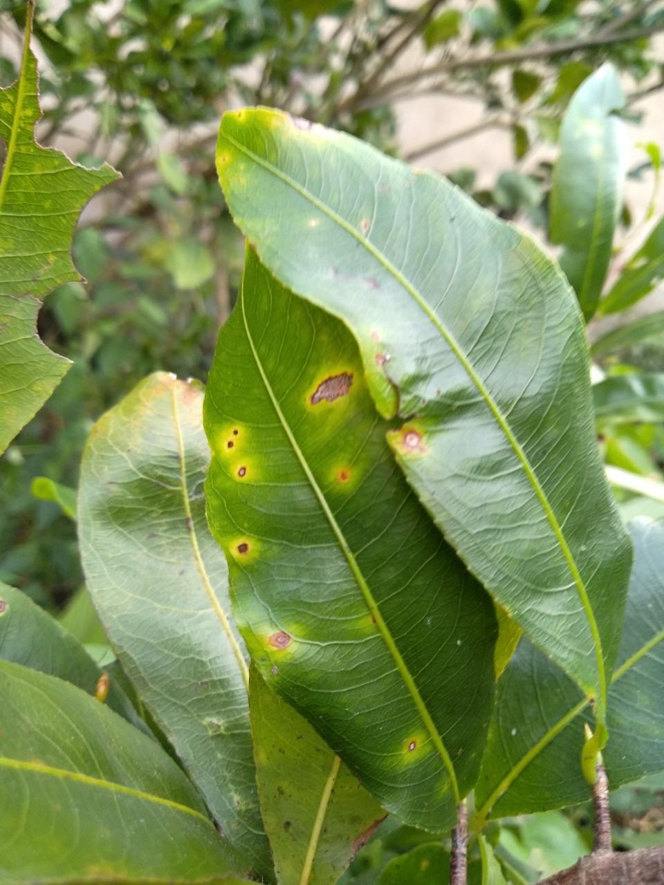 mai vàng bị bệnh