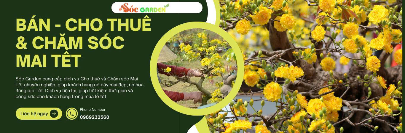 Chăm sóc mai vàng