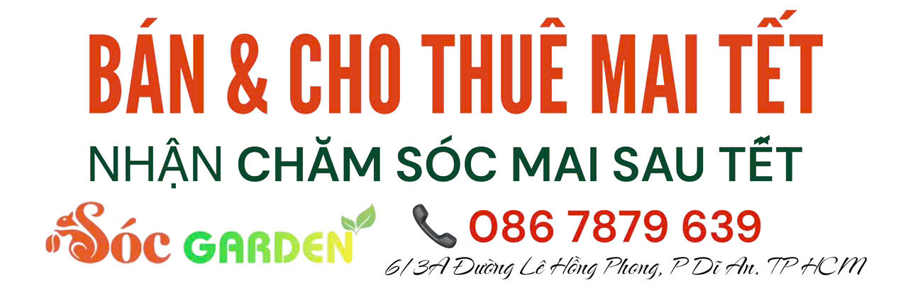 Bán & Thuê Mai Tết giá rẻ tại Bình Dương, TP.HCM