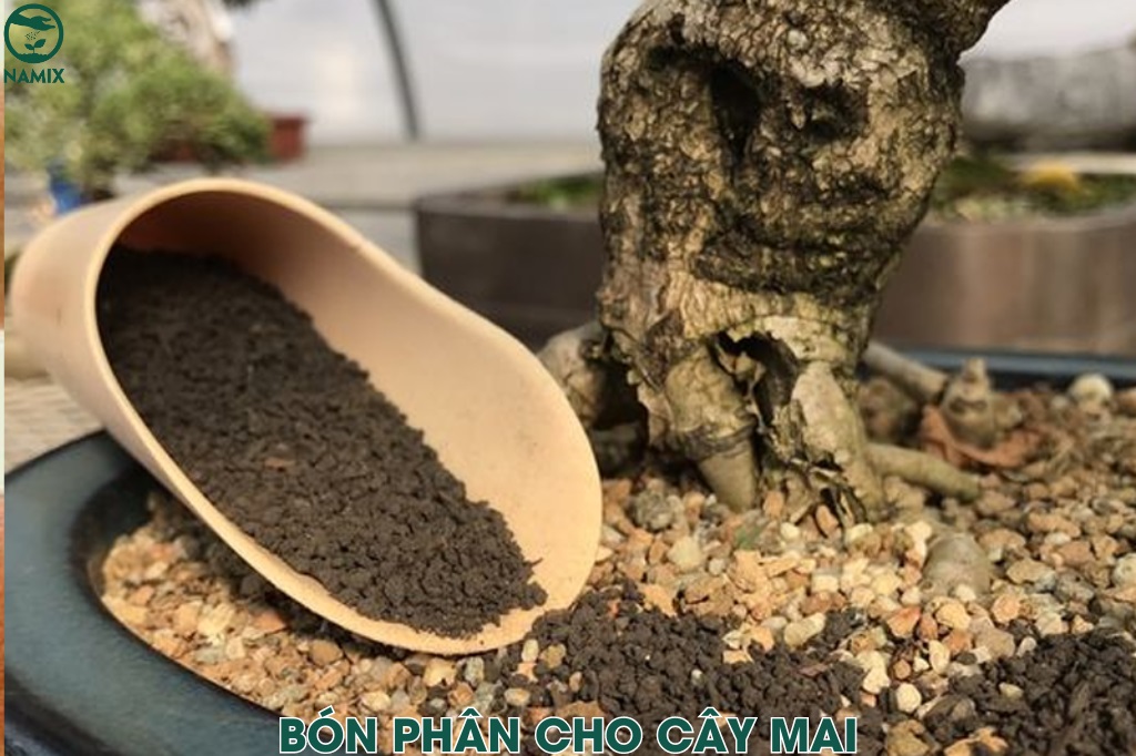 bón phân cho mai vàng