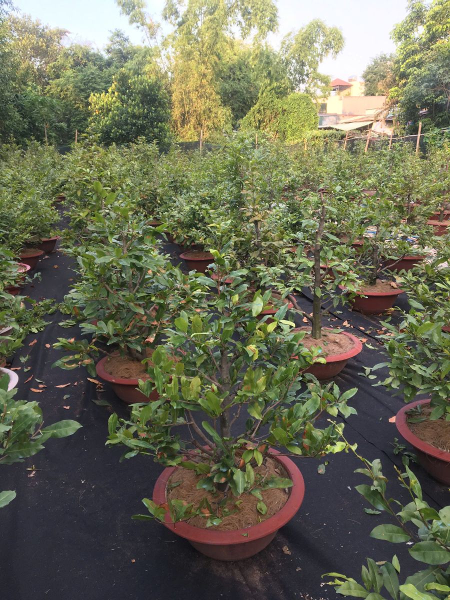 Lý Do Cần Rong Lá Và Bấm Đọt Cây Mai Trong Tháng 5