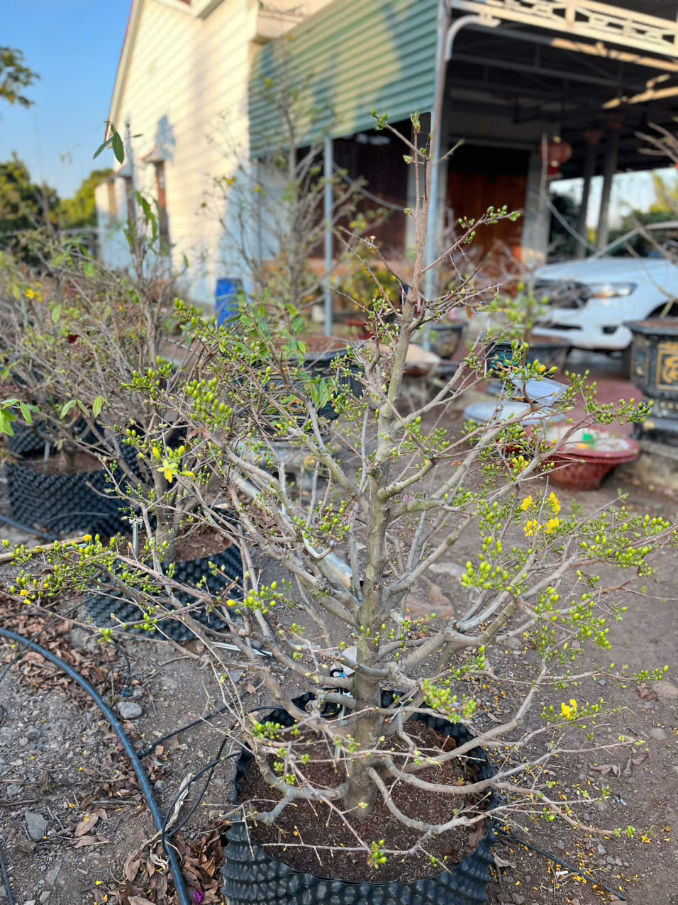 cắt tỉa mai vàng để chuẩn bị đón tết