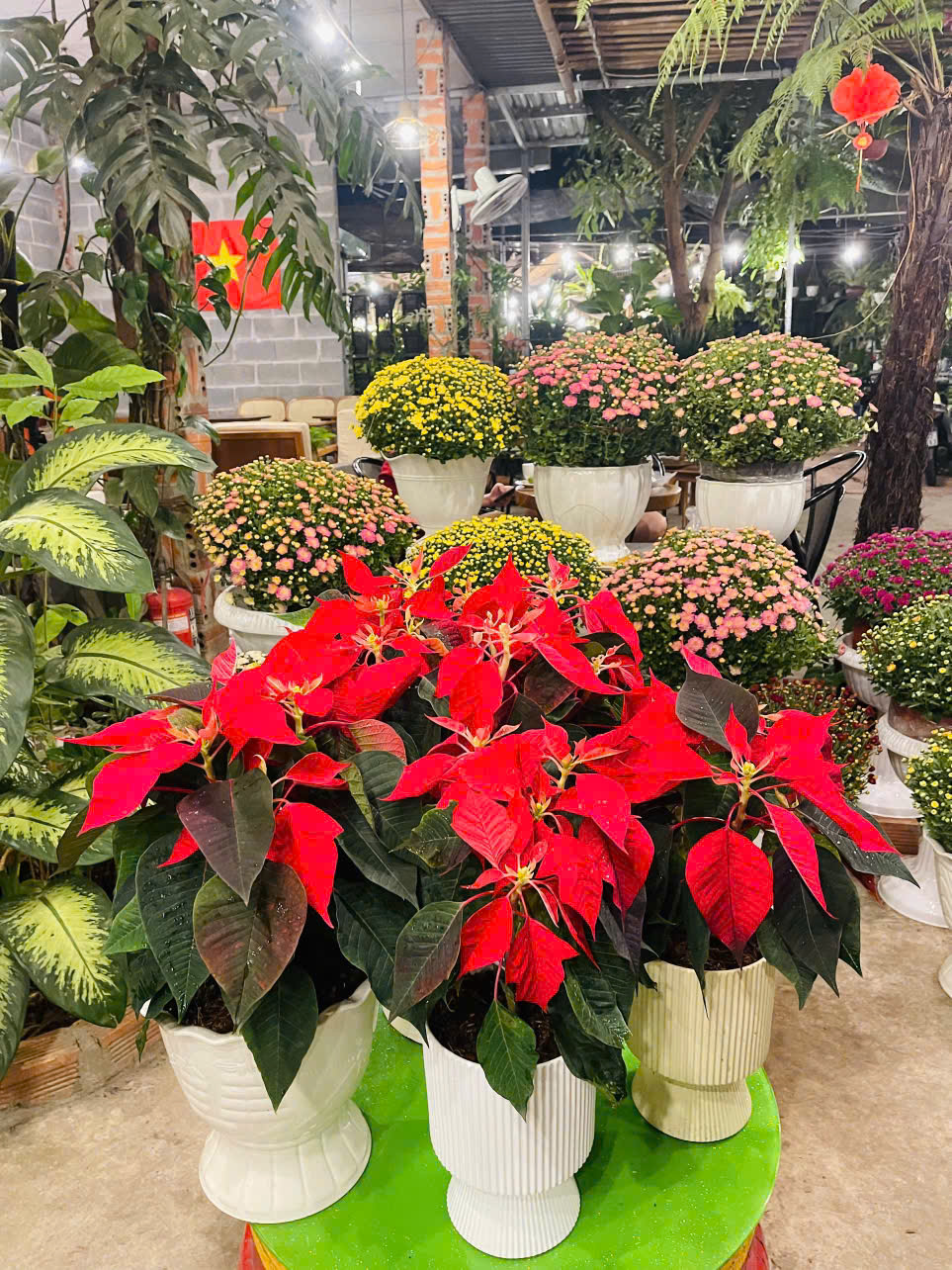 Hoa Trạng Nguyên Đỏ Trưng Tết