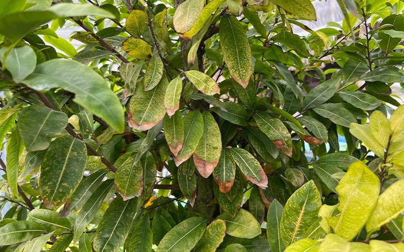 Thời tiết ảnh hưởng thế nào đến hoa Mai