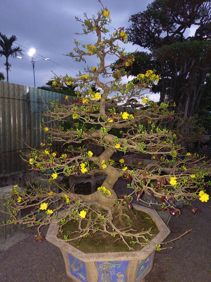 mai vàng dáng bonsai siêu đẹp
