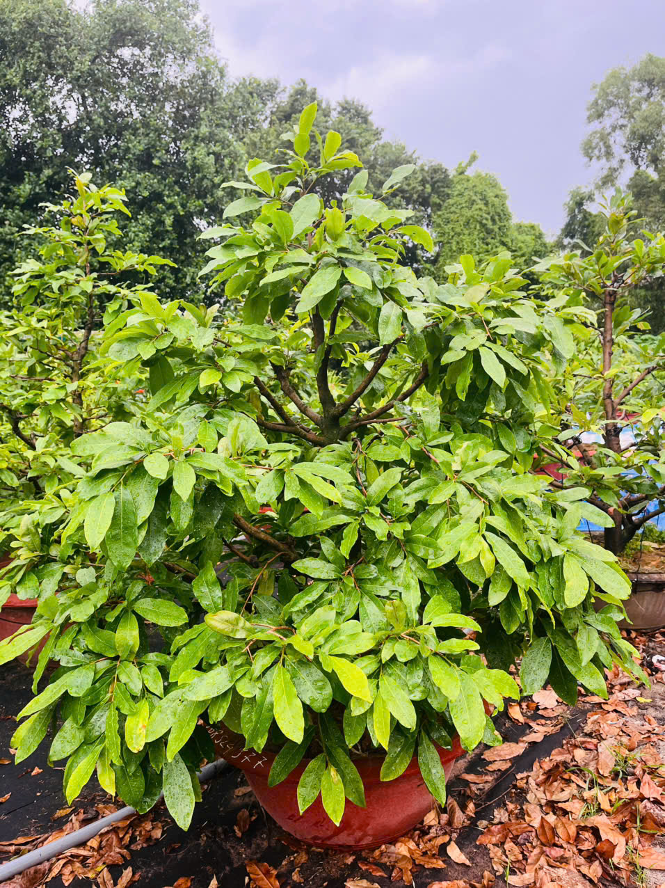 Chăm sóc mai vàng quanh năm