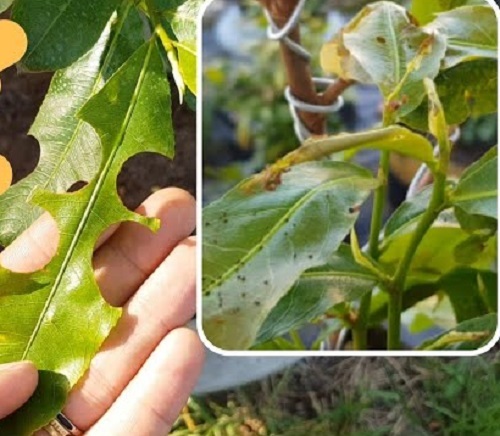 Sau Khi Bấm Đọt Và Rong Lá: Xử Lý Thuốc Và Bón Phân