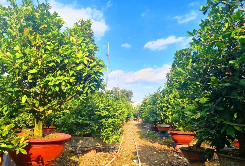 Chăm sóc mai vàng