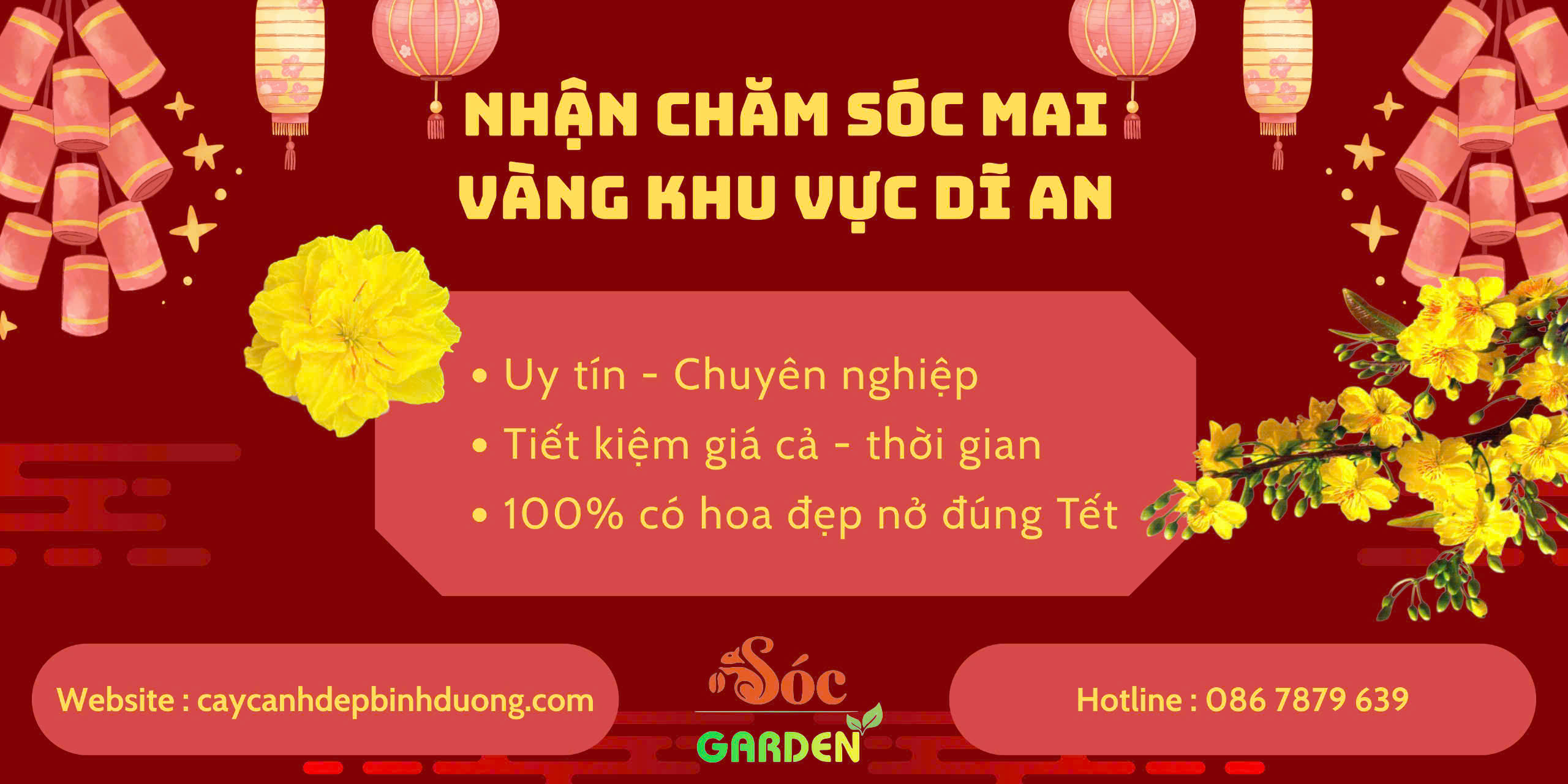 Chăm sóc mai vàng tại nhà